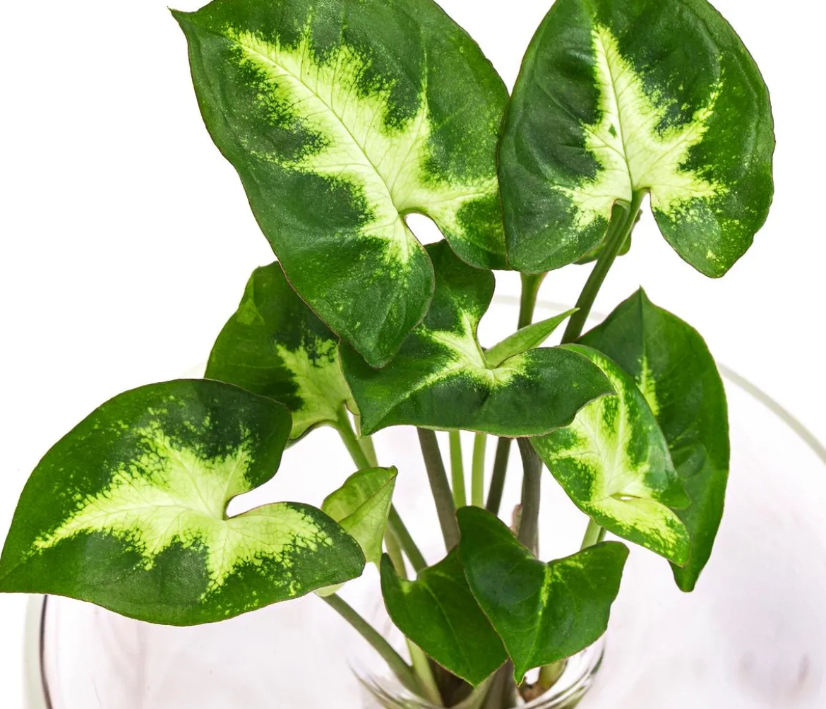 Waterplant Purpurtute im Glas - Syngonium podophyllum 'Arrow', ca. 30 cm