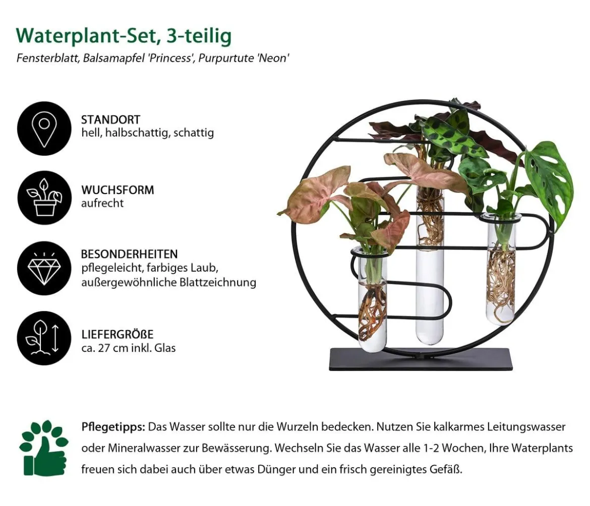 Waterplant-Set Dubai in Reagenzgläsern, 3-teilig
