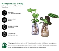 Waterplant-Set Duo in bunten Gläsern, 2-teilig