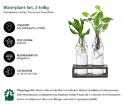 Waterplant-Set Duo in Glasflaschen, 2-teilig