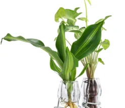 Waterplant-Set Duo in Glasflaschen, 2-teilig