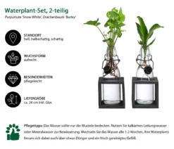 Waterplant-Set Grünpflanzen in Glasflaschen, 2-teilig
