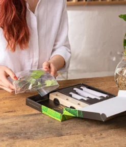 Waterplant-Set in Reagenzgläsern, 3-teilig