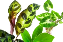 Waterplant-Set in Reagenzgläsern, 3-teilig