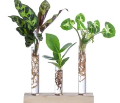Waterplant-Set in Reagenzgläsern, 3-teilig