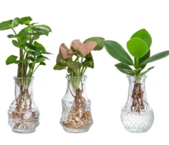 Waterplant-Set in Vasen, 3-teilig