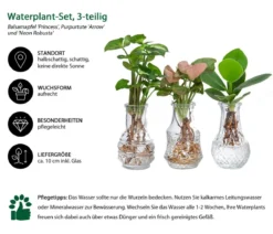 Waterplant-Set in Vasen, 3-teilig