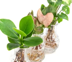 Waterplant-Set in Vasen, 3-teilig