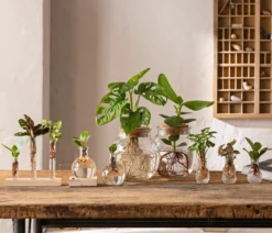 Waterplant-Set in Vasen, 3-teilig