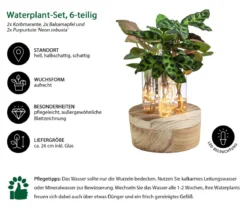 Waterplant-Set New York in Reagenzgläsern, 6-teilig, mit LED