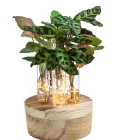 Waterplant-Set New York in Reagenzgläsern, 6-teilig, mit LED