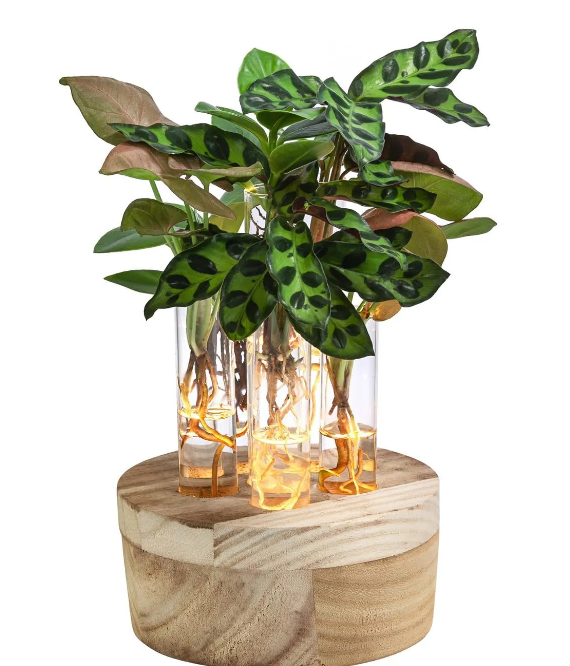 Waterplant-Set New York in Reagenzgläsern, 6-teilig, mit LED