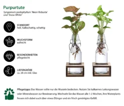 Waterplant-Set Purpurtute in Glasflaschen - Syngonium podophyllum, 2-teilig