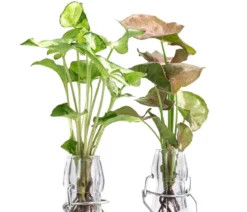 Waterplant-Set Purpurtute in Glasflaschen - Syngonium podophyllum, 2-teilig