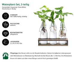 Waterplant-Set Trio in Glasflaschen, 3-teilig
