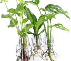 Waterplant-Set Trio in Glasflaschen, 3-teilig