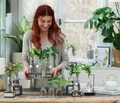 Waterplant-Set Trio in Glasflaschen, 3-teilig