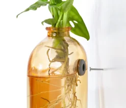 Waterplant-Set Wandhänger, 2-teilig