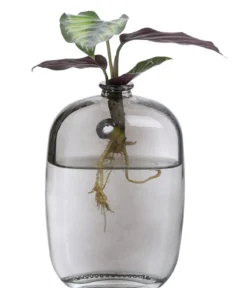 Waterplant-Set Wandhänger, 2-teilig