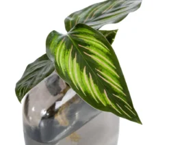 Waterplant-Set Wandhänger, 2-teilig