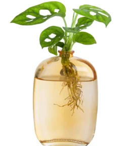 Waterplant-Set Wandhänger, 2-teilig