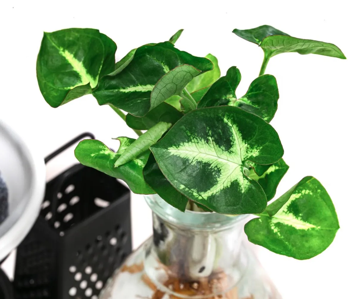 Waterplant-Set Wellness in Glasflasche - Syngonium podophyllum 'Pixie'