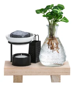 Waterplant-Set Wellness in Glasflasche - Syngonium podophyllum 'Pixie'