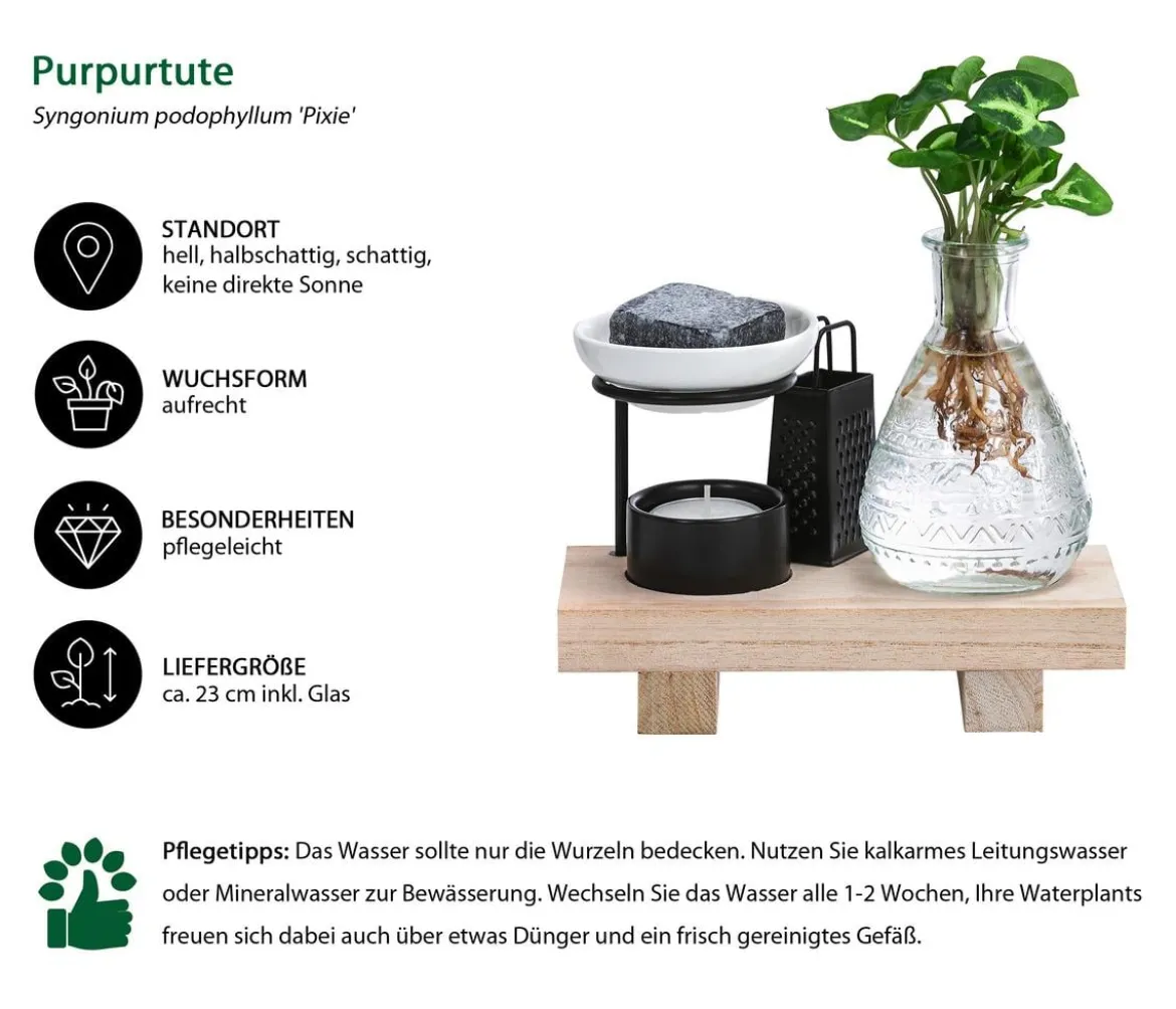 Waterplant-Set Wellness in Glasflasche - Syngonium podophyllum 'Pixie'