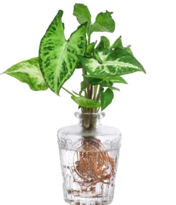 Waterplant-Set Whiskey-Duo in Glasflaschen, 2-teilig
