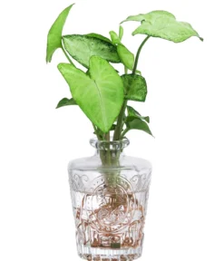 Waterplant-Set Whiskey-Duo in Glasflaschen, 2-teilig