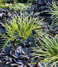 Weißbunte Japan-Segge 'Variegata'