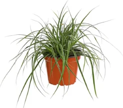 Weißbunte Japan-Segge 'Variegata'