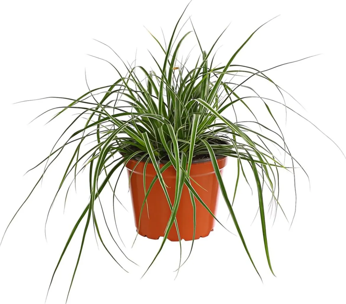 Weißbunte Japan-Segge 'Variegata'