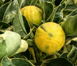 Weißbunte Orange 'Variegata'
