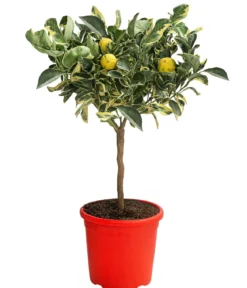 Weißbunte Orange 'Variegata'