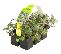 Weißbunter Efeu, 6er-Schale
