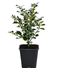 Weißbunte Stechpalme 'Argentea Marginata'