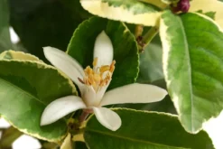Weißbunte Zitrone 'Variegata'