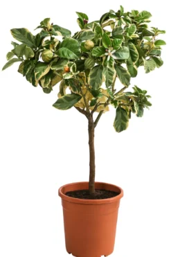 Weißbunte Zitrone 'Variegata'