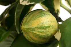 Weißbunte Zitrone 'Variegata'