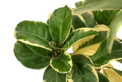 Weißbunte Zitrone 'Variegata'