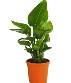 Weiße Strelitzie - Strelitzia alba