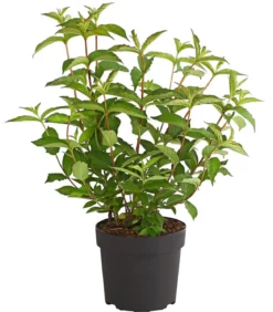 Weigelie 'Bristol Ruby'