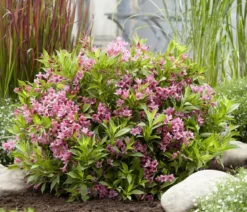Weigelie 'Picobella'