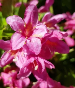 Weigelie 'Picobella'