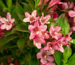 Weigelie 'Picobella'