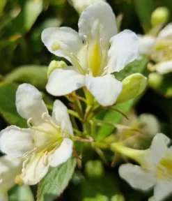 Weigelie 'Picobella'