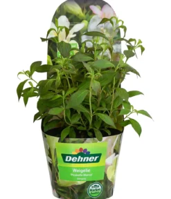 Weigelie 'Picobella'