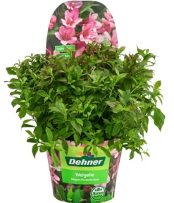 Weigelie 'Picobella'
