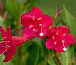 Weigelie 'Red Prince'